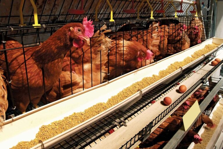 Techniques in Poultry Farming