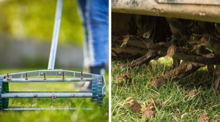 Post-Aeration Care